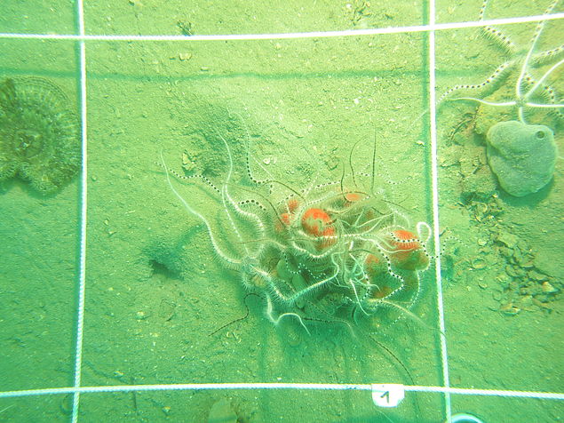 Quantifying epifauna on soft substrate, Northern Adriatic Sea. (C) Ivo Gallmetzer